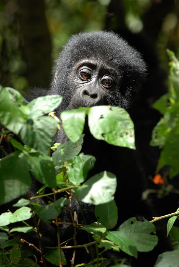 Nkuringo Bwindi Gorilla Lodge Buitenkant foto