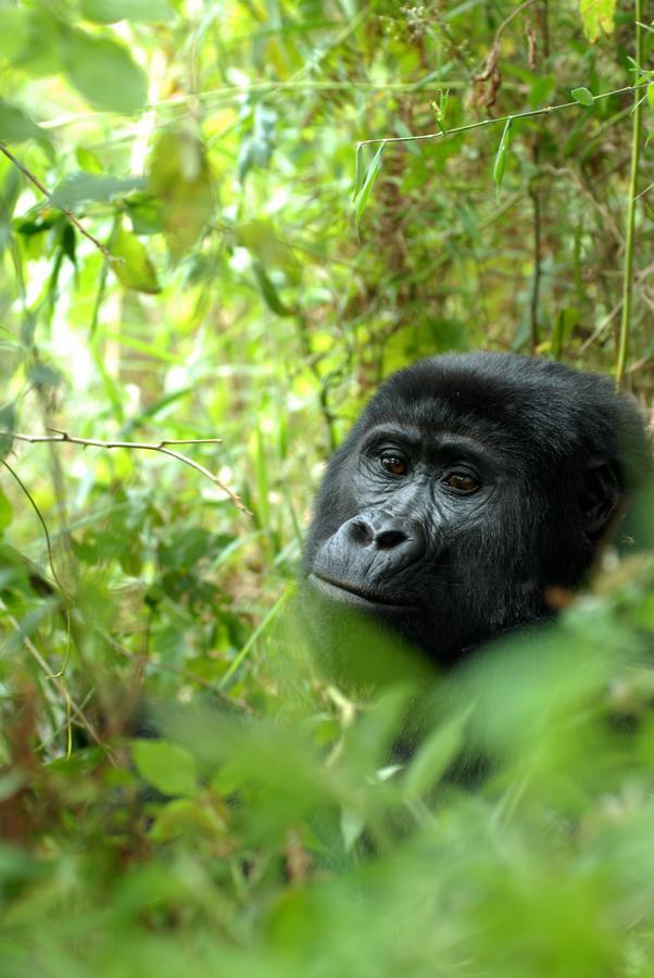 Nkuringo Bwindi Gorilla Lodge Buitenkant foto