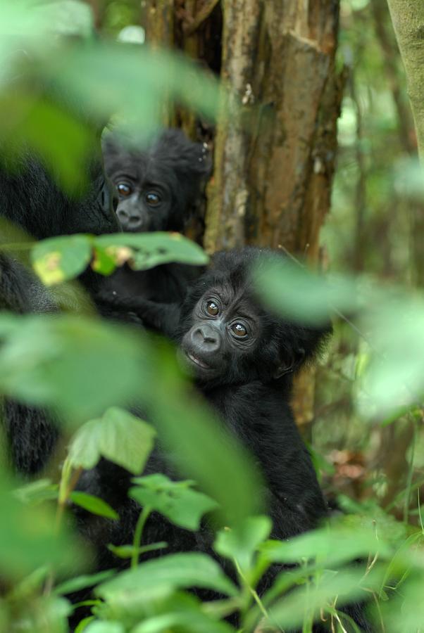 Nkuringo Bwindi Gorilla Lodge Buitenkant foto